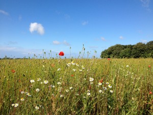 Yoga, Qi gong, relaxation, méditation, silence et partage avec Hélène Petre